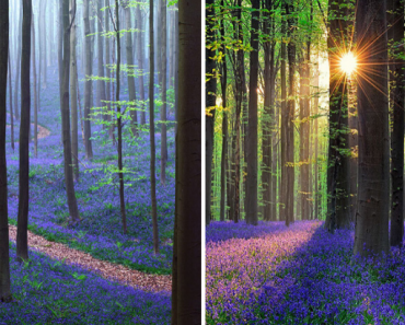 Ada Hutan Mistik di Belgia yang Dilapisi Bunga Bluebell
