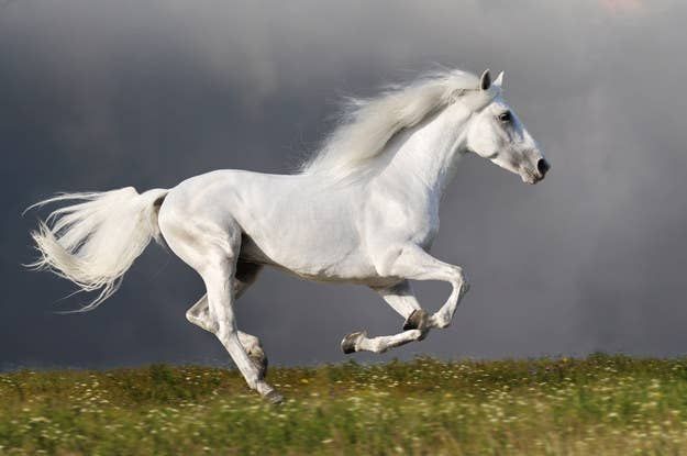 Celtic White Horse Animal Zodiac Sign