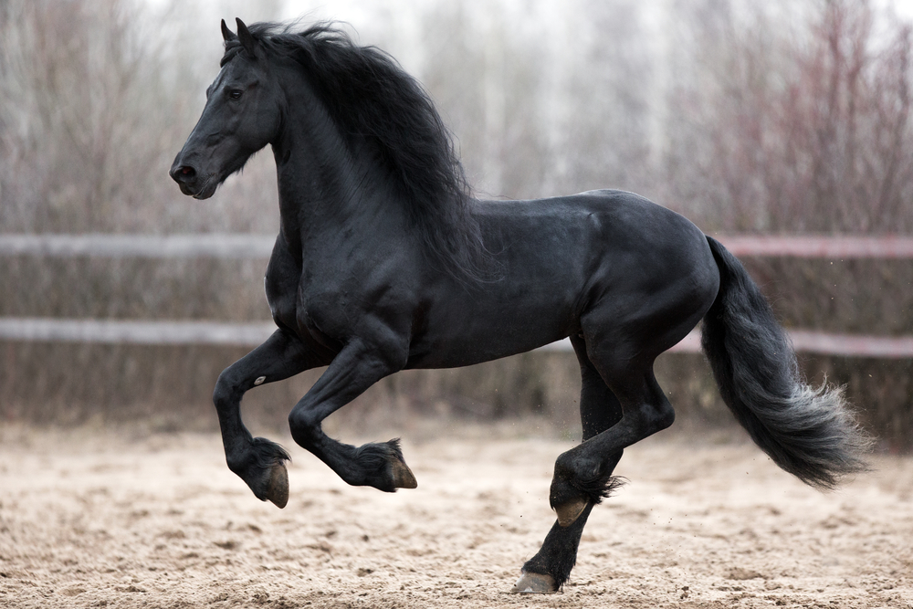 Celtic Black Horse Animal Zodiac Sign