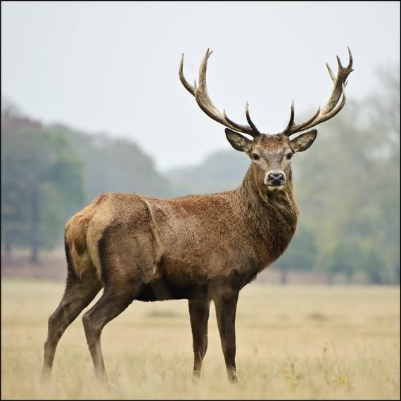 Celtic Deer Animal Zodiac Sign